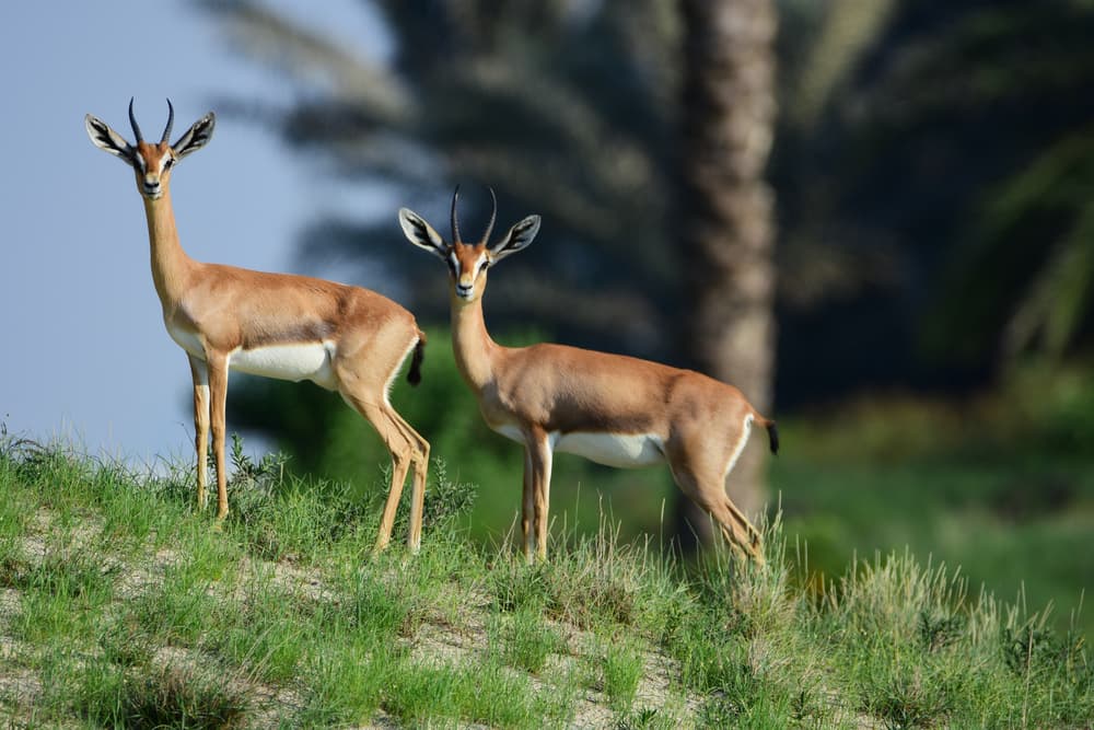 Two Arabian gazelles standing on a grassy dune on Saadiyat Island