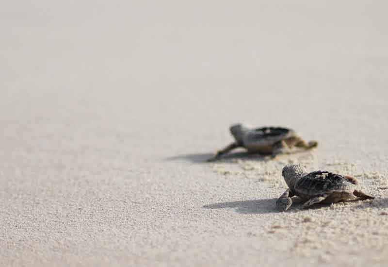 Two newly hatched Hawksbill turtle hatchlings crossing pale sand toward the sea