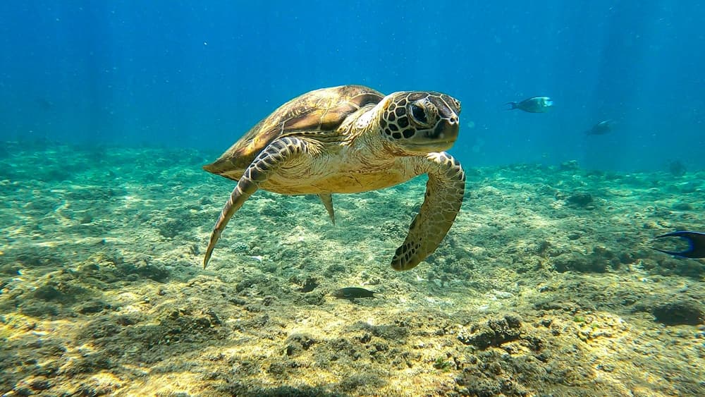 A Hawksbill turtle swimming over a reef in the clear waters off Saadiyat Island